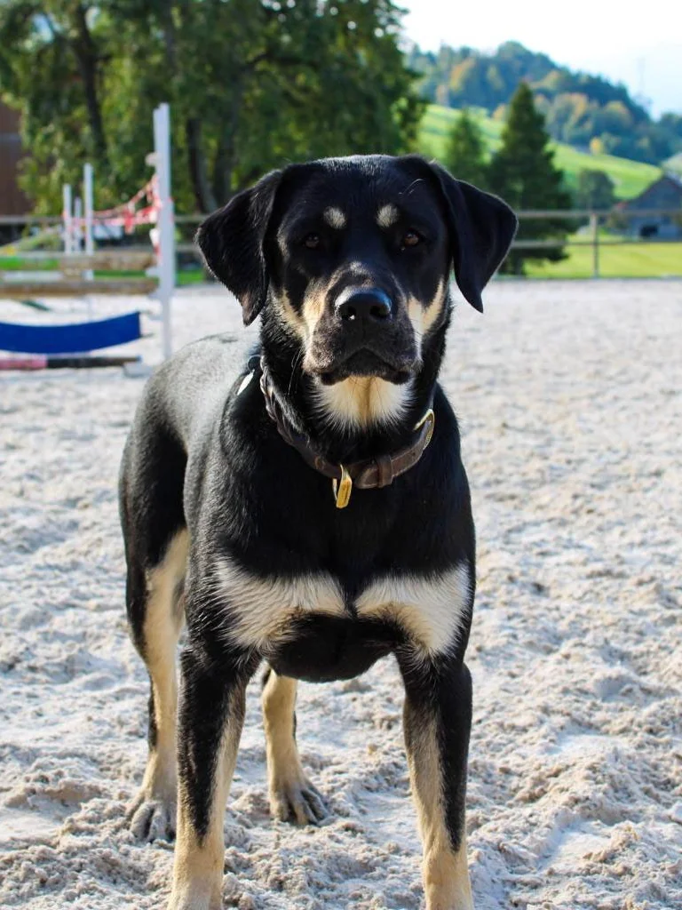 Fly, der Hofhund, auf dem Reitplatz